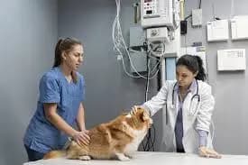 Veteriner Klinigi